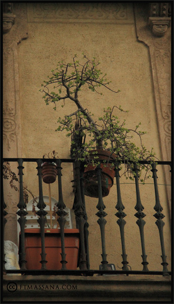 naturaleza-urbana-bonsai.jpg
